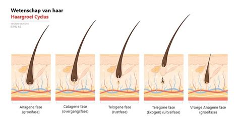 De Menselijke Haargroei Cyclus En Haartransplantatie